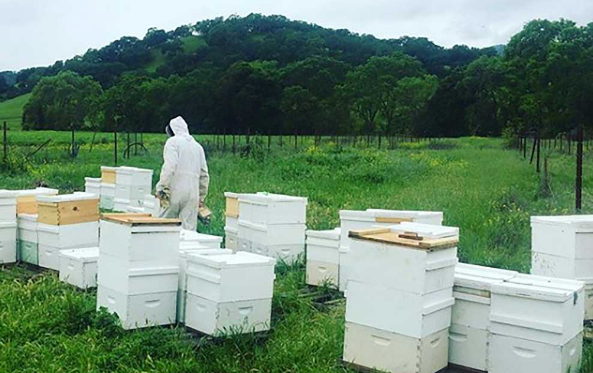 California apiary and bulk honey pails